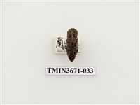 藏品(叩頭蟲(2))的圖片